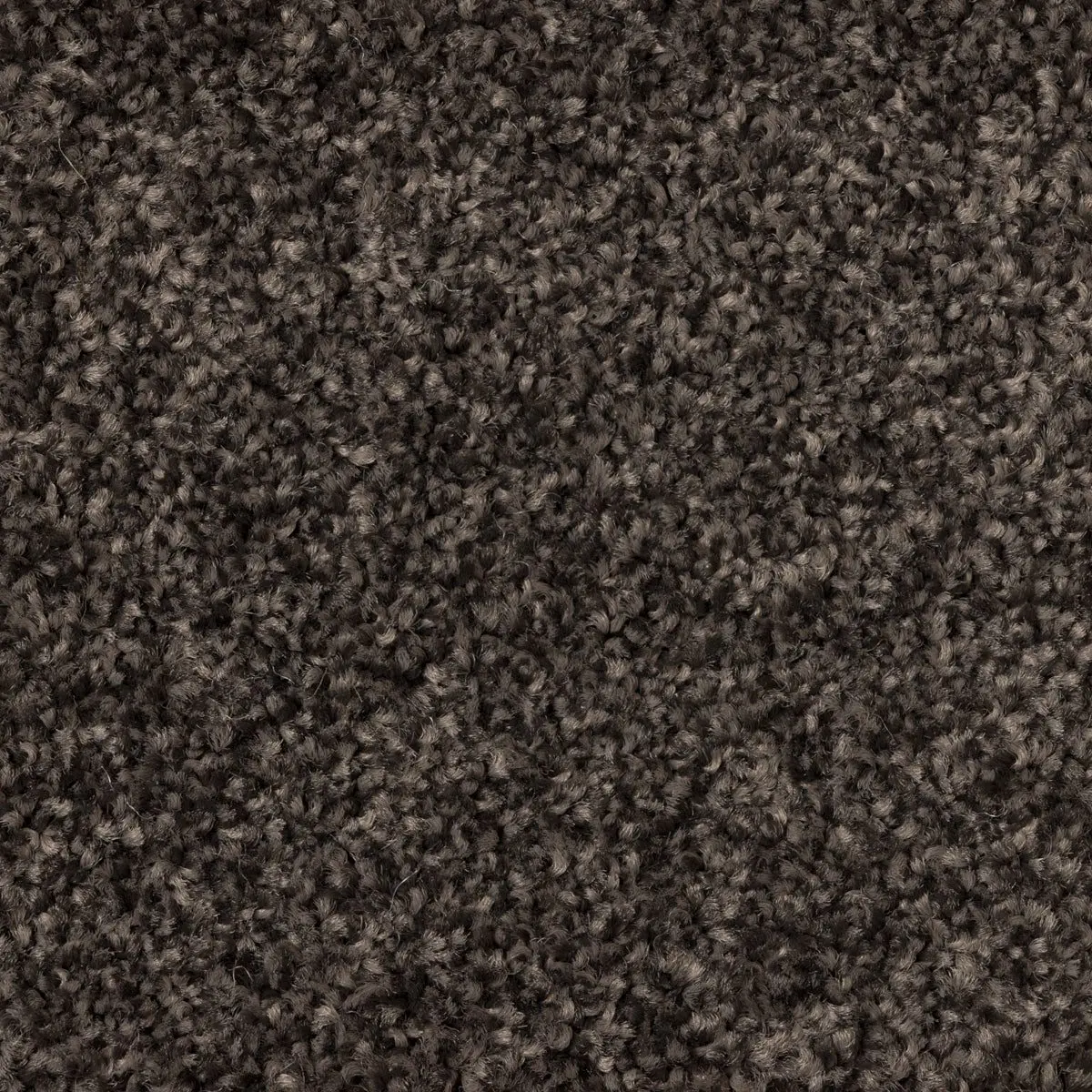 Whisper Trail in Bark, close-up